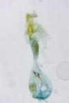 Caloptilia robustella