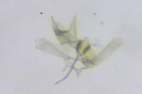 Coptotriche gaunacella
