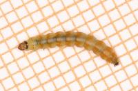 Scrobipalpa acuminatella