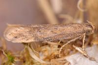 Scrobipalpa acuminatella