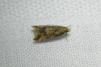 Brachmia blandella