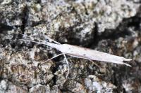 Ypsolopha mucronella