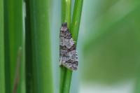 Isotrias rectifasciana