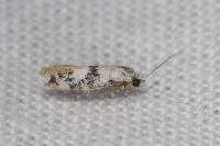 Infurcitinea atrifasciella