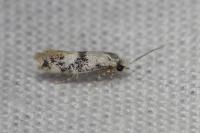 Infurcitinea atrifasciella