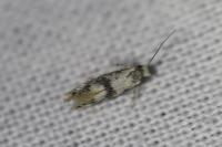 Infurcitinea atrifasciella