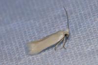 Opostega salaciella
