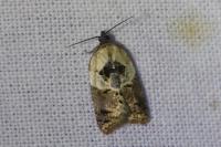 Acleris variegana