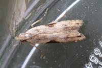 Hypatima rhomboidella