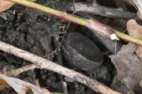 Acleris hastiana