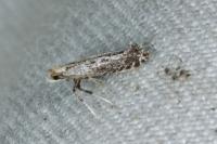 Parornix torquillella