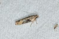 Scrobipalpa costella