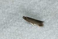 Coptotriche angusticollella