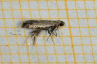 Coptotriche angusticollella