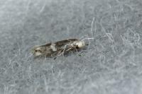 Elachista stabilella