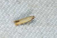 Coptotriche marginea