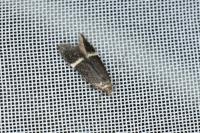 Aproaerema cinctella