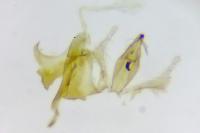 Aproaerema cinctella