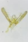 Elachista stabilella