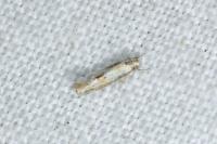 Elachista subocellea