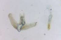 Elachista subocellea