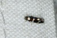Elachista gleichenella
