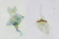 Elachista gleichenella
