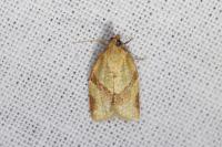 Clepsis consimilana
