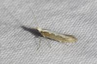Plutella xylostella