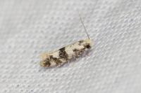 Infurcitinea atrifasciella