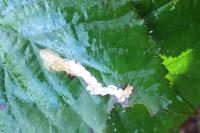 Coptotriche marginea