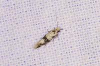 Infurcitinea atrifasciella