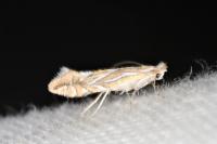 Phyllonorycter