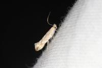 Phyllonorycter