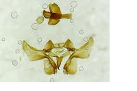Neocochylis molliculana