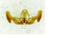 Eucosma gr. cana