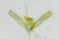Elachista stabilella