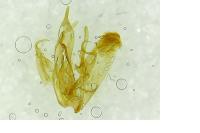 Emmelina monodactyla