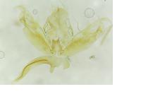 Stenoptilia zophodactyla