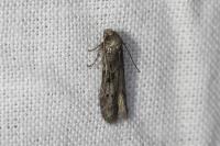 Blastobasis glandulella