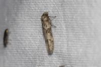 Blastobasis glandulella