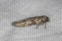 Blastobasis glandulella