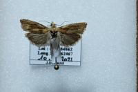 Eucosma gr. cana