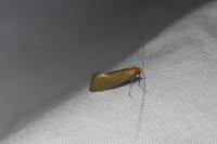 Nematopogon adansoniella
