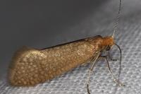 Nematopogon adansoniella