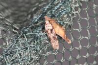 Carpatolechia decorella