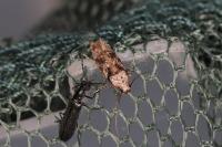 Carpatolechia decorella