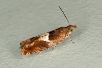 Epinotia tenerana