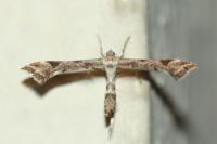 Platyptilia gonodactyla