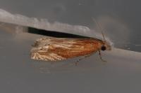 Eucosma gr. cana